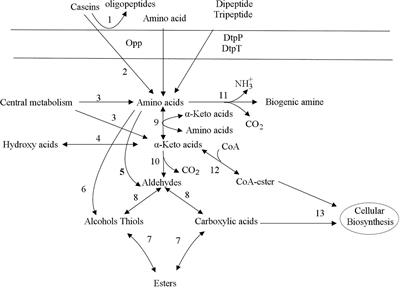 Frontiers | Metabolism Characteristics Of Lactic Acid Bacteria And The ...